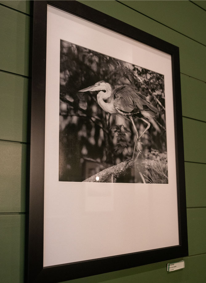 A photograph of a Great Blue Heron by Lee Cathey.