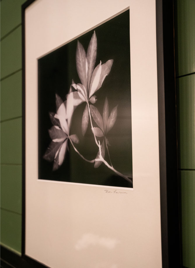 A photogram at Oakfuskee Conservation Center, by Merri Lawrence.