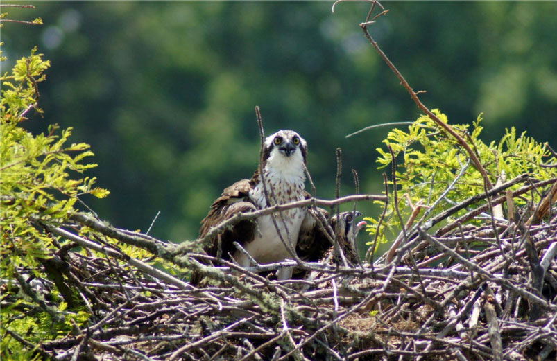 An osprey in their nest on West Point Lake, near Oakfuskee Conservation Center.