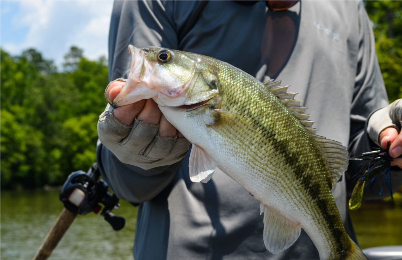 An angler shows off their catch, a small-mouth bass, while fishing on West Point Lake near Oakfuskee Conservation Center.